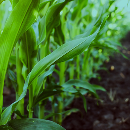 Agriculture